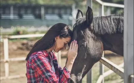 Horse Ownership in the USA: A Comprehensive Overview